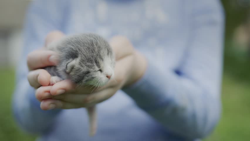 Tiny newborn kitten in caring hands close up footage.