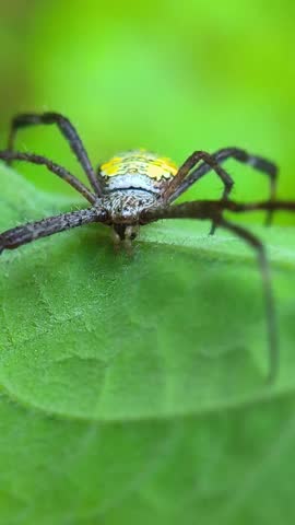 Macro shot of a vivid yellow and black Argiope spider resting on a bright green leaf in a tropical garden