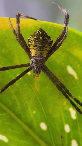 Close up macro view of a colorful yellow signature spider Argiope appensa resting on a vibrant green leaf in the garden