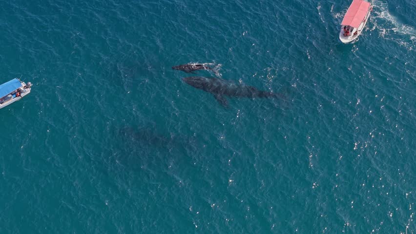 Aerial view of a whale and its calf blowing with two tourist boats in the Sea of Cortez, Baja California, Mexico