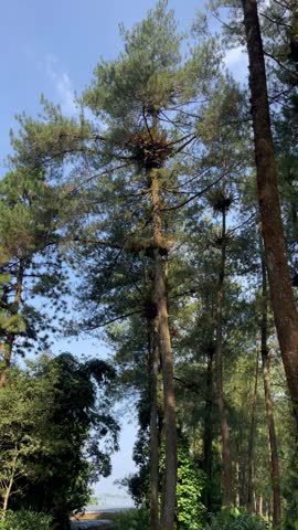 Relaxing Pine Forest Nature Environment