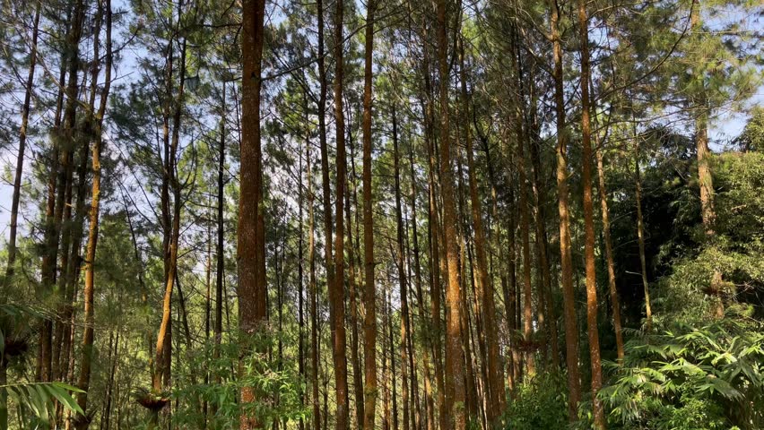 Sunlight Through Tall Pine Trees Forest