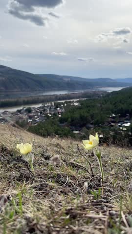 Yellow flowers of sleep-grass on a mountain with mountains and a river in the background. 4K footage