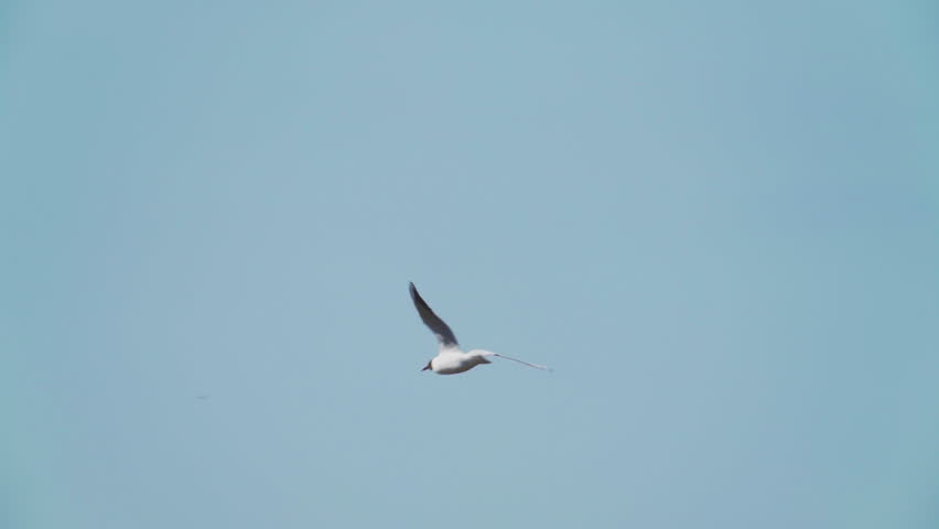 A seagull  (Laridae) in flight against a blue sky.  Slow motion