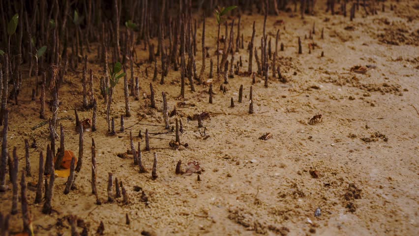 Fiddler crabs demonstrate their characteristic waving behavior on a sandy mangrove beach in Florida.