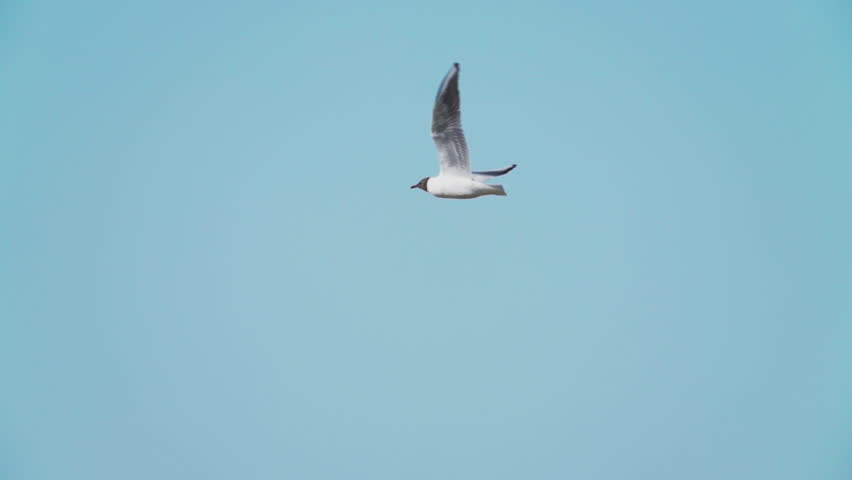 A seagull  (Laridae) in flight against a blue sky.  Slow motion