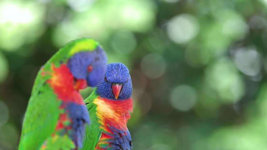 Close-up shot of two colorful rainbow lorikeets interacting against a soft bokeh green background