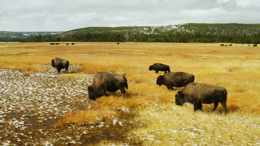 Aerial footage of bison herd in snowy Yellowstone National Park during winter, wildlife moving across frozen landscape, cinematic drone nature scene, dramatic wilderness, high resolution 4K video.