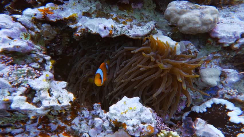 Clownfish inside sea anemone seaweed on coral reef. Close up underwater shot