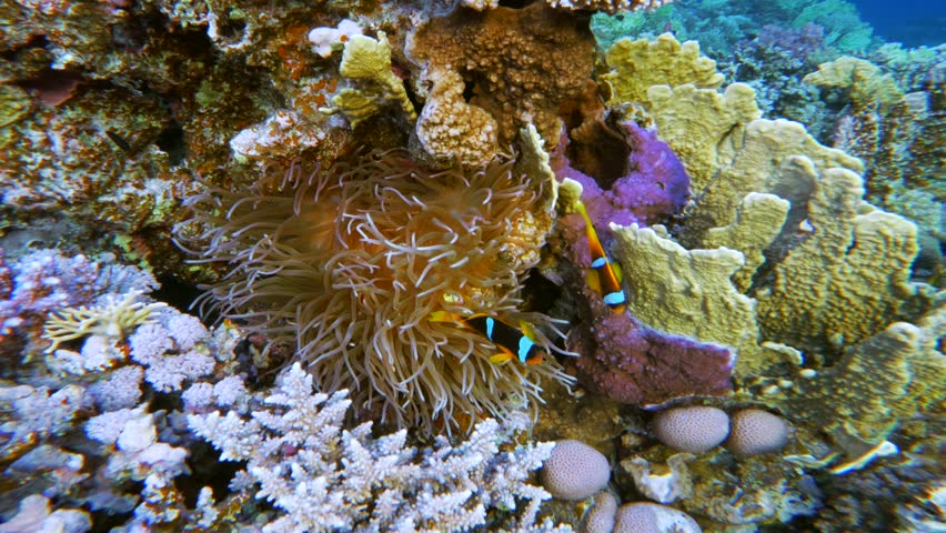 Sea anemone with clownfish among coral reef on the bottom of Red Sea. Exploring beautiful underwater world of Egypt