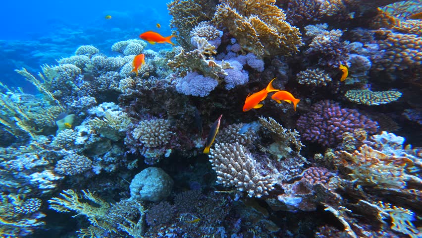 Yellow butterfly fish close up swimming above coral formations. Curious fish swim directly toward camera and look