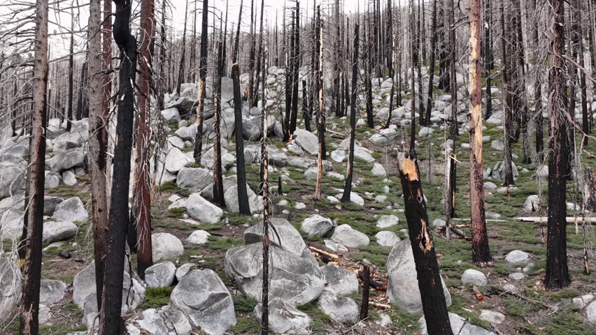 Burned trees and charred forest floor among granite boulders in Sierra Nevada mountains near Lake Tahoe, California, showing aftermath of wildfire and environmental impact on land. Aerial view.