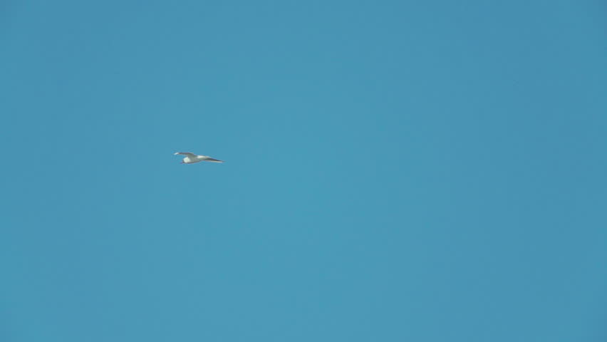 A seagull  (Laridae) in flight against a blue sky.  Slow motion