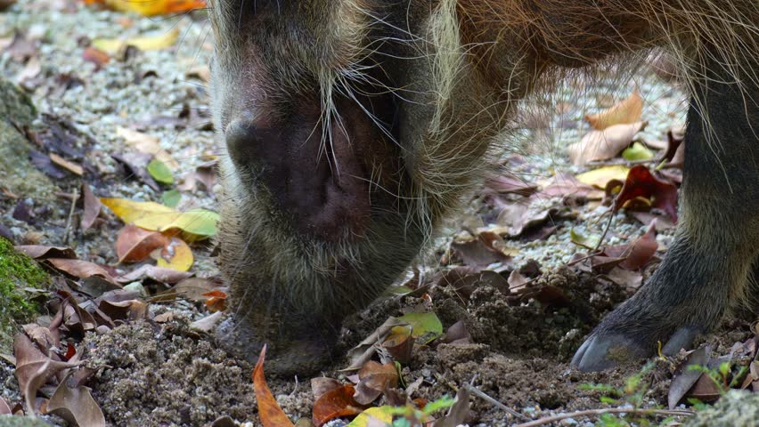 A Red River Hog (Potamochoerus porcus) actively sniffs around the ground, showcasing foraging behaviour, close up shot.