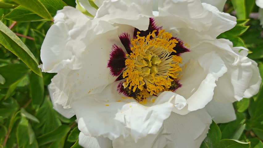 footage of a blooming white petal paeonia rockii flower plant.