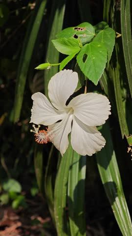 White hibicus flower in garden.
