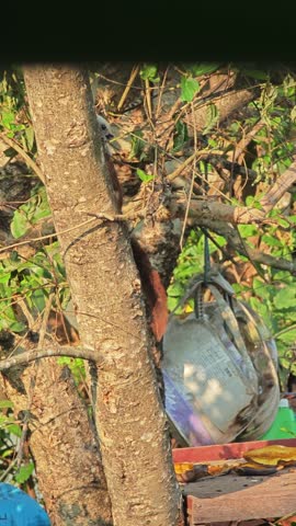 Squirrel climbing on tree bark.