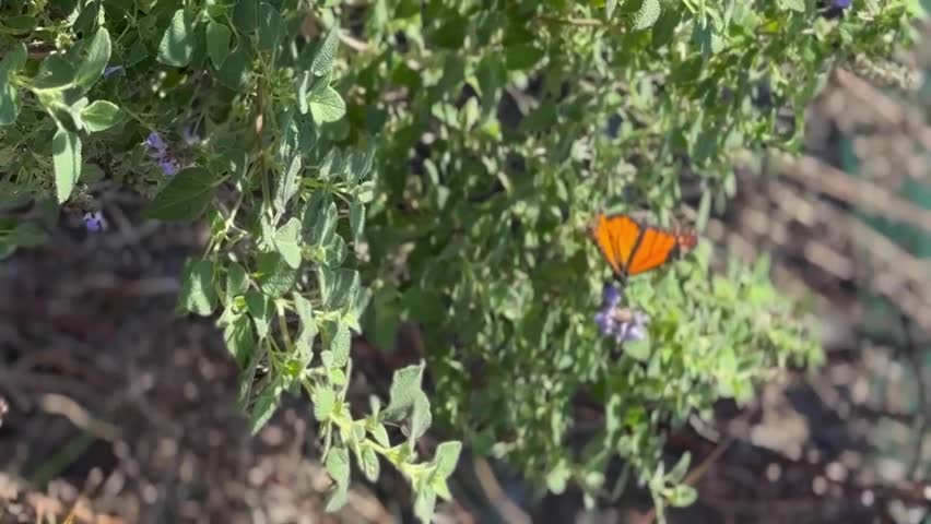 A Danaus plexippus monarch butterfly pollinates wildflowers in a sunny green garden. Danaus plexippus.