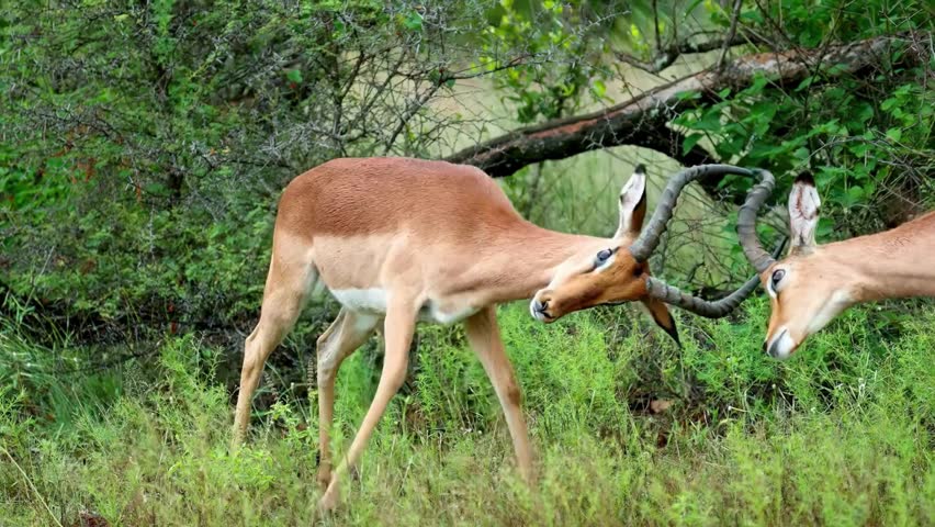 Two male impalas lock fight with each other beautiful slow mo video