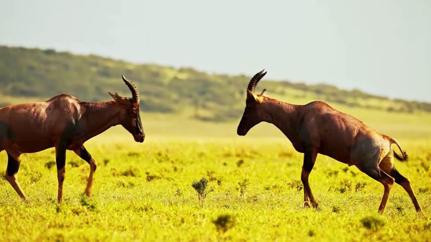 Two topi antelopes fight with each other beautiful slow motion video