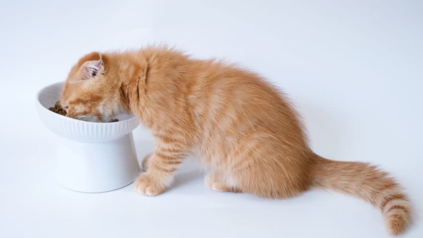 Striped ginger kitten eats meat food from gray bowl on white background close-up.