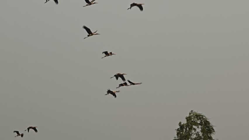 Bird flying back home at the evening.