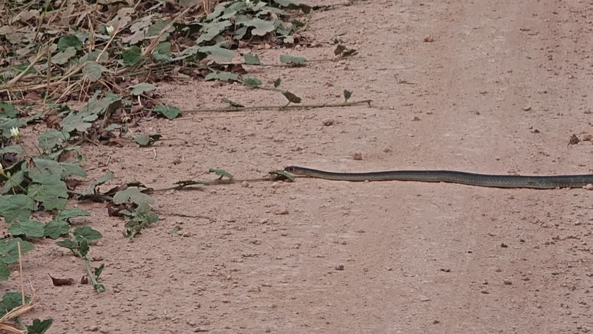 Snake claws on the floor.