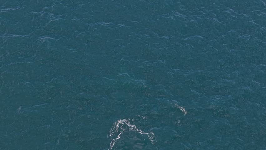 A static aerial view of a humpback whale leaping majestically off the coast of Los Cabos, Mexico