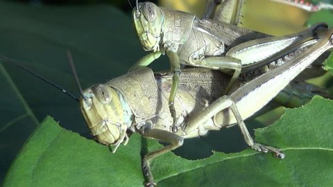 close up of two large grasshoppers on a leaf, with one feeding and the other mating
