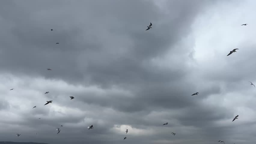 Tracking shot of a large flock of seagulls flying under a dramatic cloudy sky