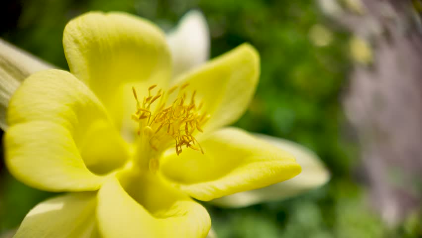 A macro view captures the intricate details of a vibrant yellow flower, highlighting its delicate petals and prominent stamen. The shallow depth of field emphasizes the flower s texture and form.