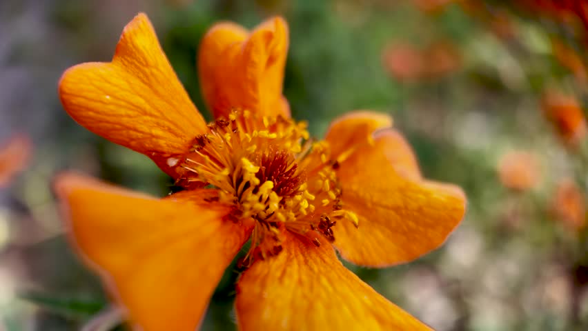 Orange flower blooming with intricate petals and stamen in a close up garden view
