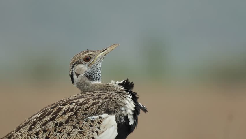 Closeup of a black-bellied bustard