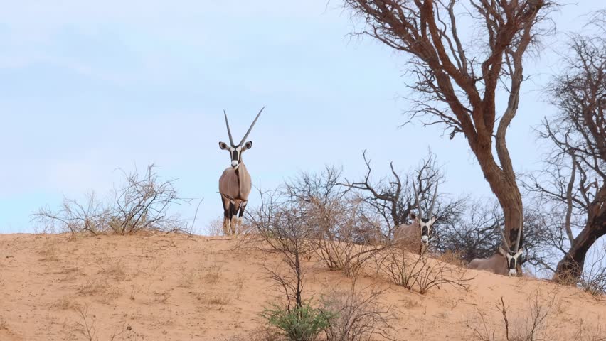 Wide shot of three gemsbok oryx antelopes standing on top of a huge sand dune with trees looking towards the camera, Kgalagadi Transfrontier Park.
