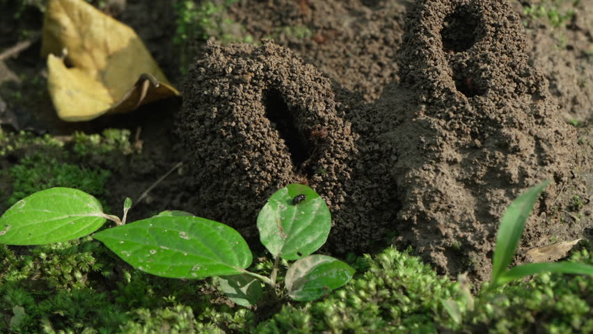 Ant hills rise from a moss-covered forest floor, surrounded by vibrant green leaves. Ideal for nature documentaries or educational content on ecosystems.