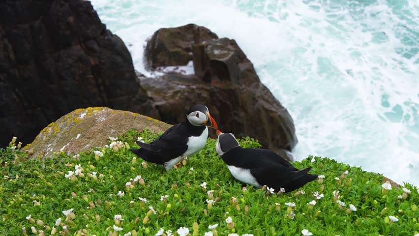 Puffins engage on a lush cliff adorned with flowers, overlooking the turbulent sea. Great for wildlife documentaries or nature-themed projects.