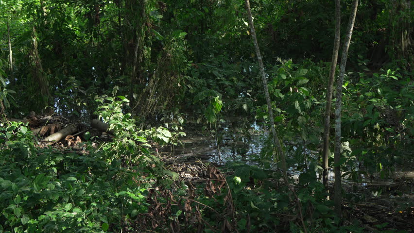 Sunlight dapples through lush greenery, highlighting the dense vegetation and waterlogged terrain of the Amazon rainforest. Ideal for nature documentaries or environmental studies.