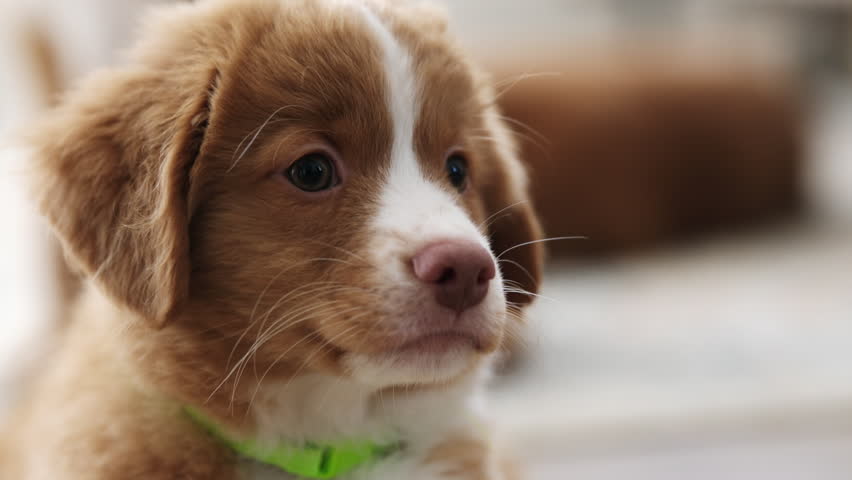 Close-Up Portrait Of An Adorable Toller Puppy Dog Face Capturing