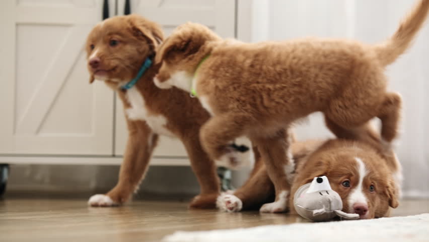 Adorable Toller Puppies Run Play And Bite Each Other Playfully In The Living Room At Home