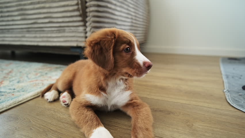 Cute Toller Puppy Yawning On A Wooden Floor In The Room