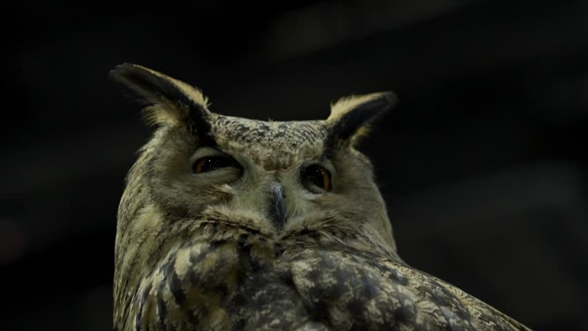 Close-up of a large, cute owl with intense eyes in its natural habitat.
