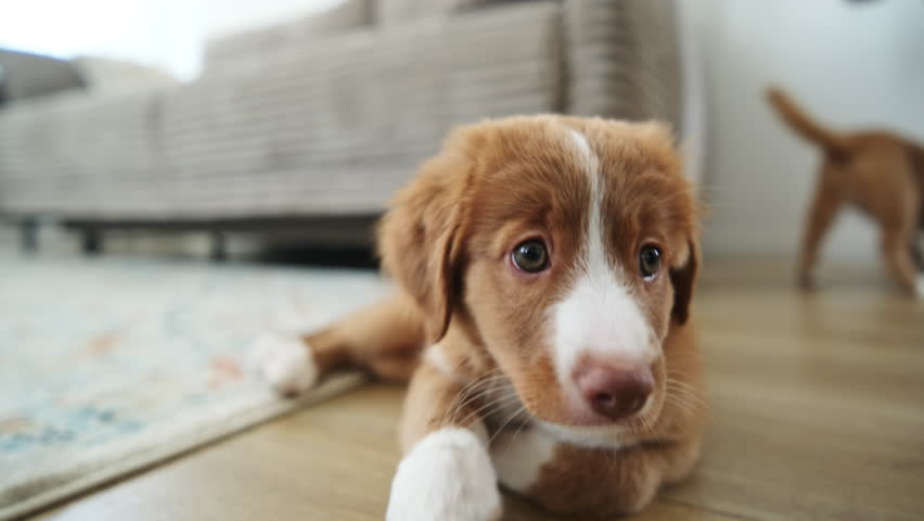 Adorable Toller Puppy Dog Playing On A Wooden Floor In A Cozy Room