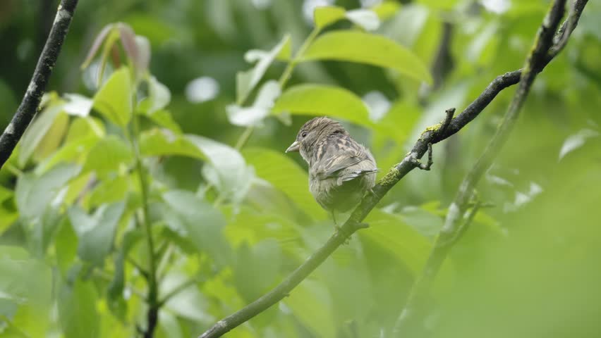 Chirping House Sparrow on Branch – 4K Slow Motion, Alert Songbird Profile, Linz