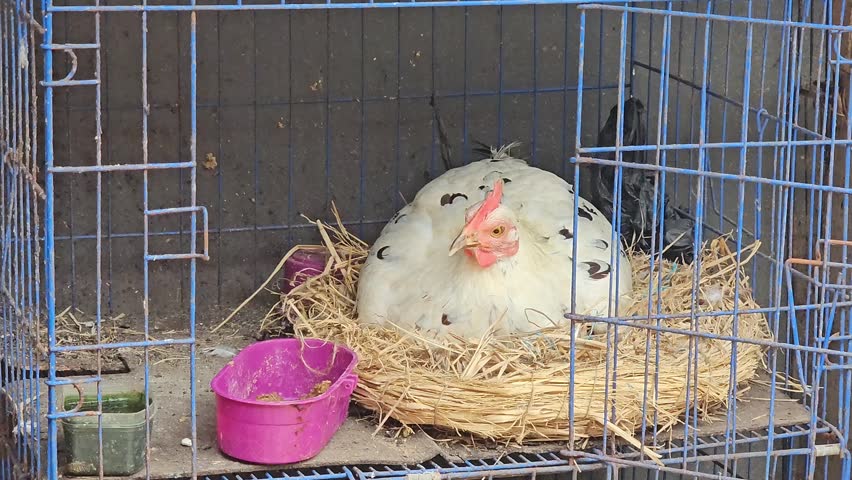 A white feathered hen with black spots is brooding her eggs inside the coop