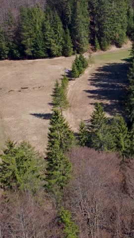 Trees stand tall next to an open area in the forest. Sunlight shines down on the field. The landscape shows green pines and brown grass in a natural setting.