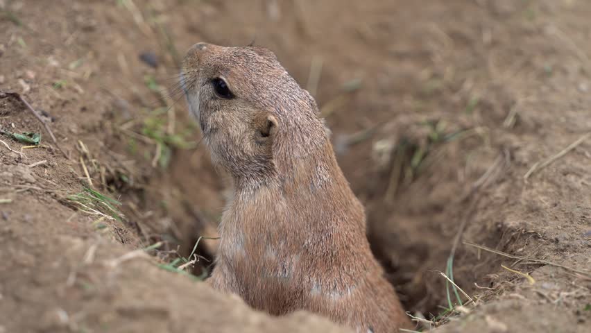 A prairie dog peeks out from its burrow in the dirt, whistles loudly, and warns other animals of danger.