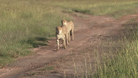 two brother cheetahs walking together on a road