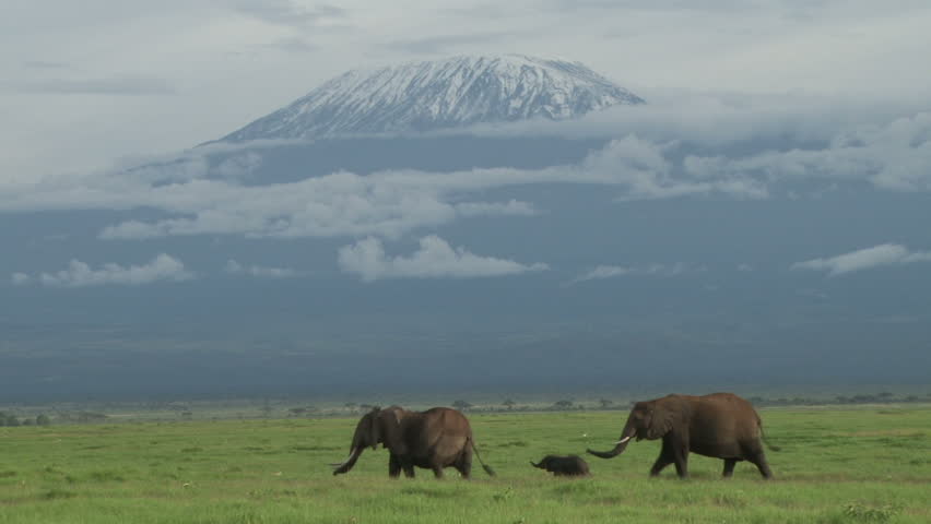 two elephants and a baby walk past heading to the swamp with kilimanjaro in the