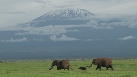 two elephants and a baby walk past heading to the swamp with kilimanjaro in the background,