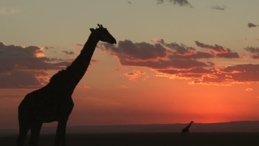 two giraffes in the setting sun with red clouds in the back ground